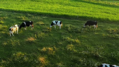 dairy cows grazing on green pastures before sunset