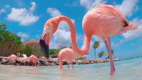 Flamencos-Am-Strand-Von-Aruba