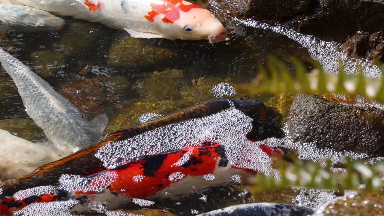 Colorful koi fish swim gracefully among bubbles and rocks in a serene pond setting.