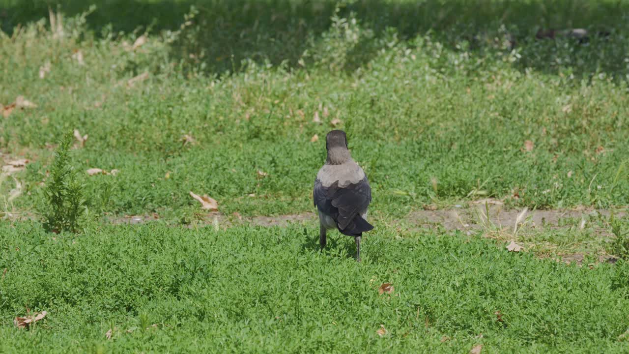 A hooded crow moves across a grassy urban park in daylight, pausing and scanning its surroundings. Natural lighting, steady camera, calm atmosphere