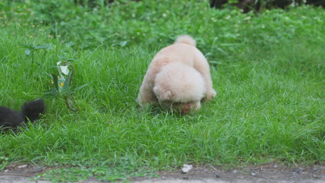 Schöner-Brauner-Pudel,-Der-Gras-Schnüffelt-Und-Sich-Erleichtert