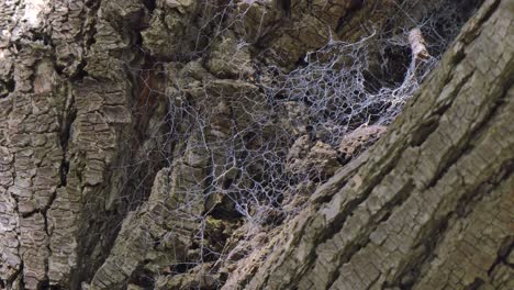 spiderwebs in the tree trunk