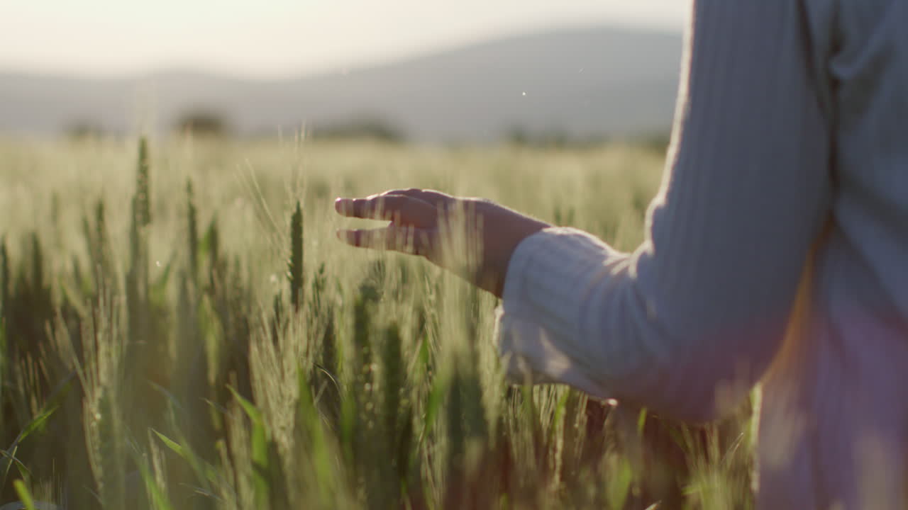 Person's hand in a wheat field