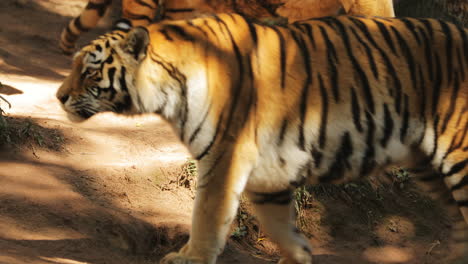tigers walking by each other in india