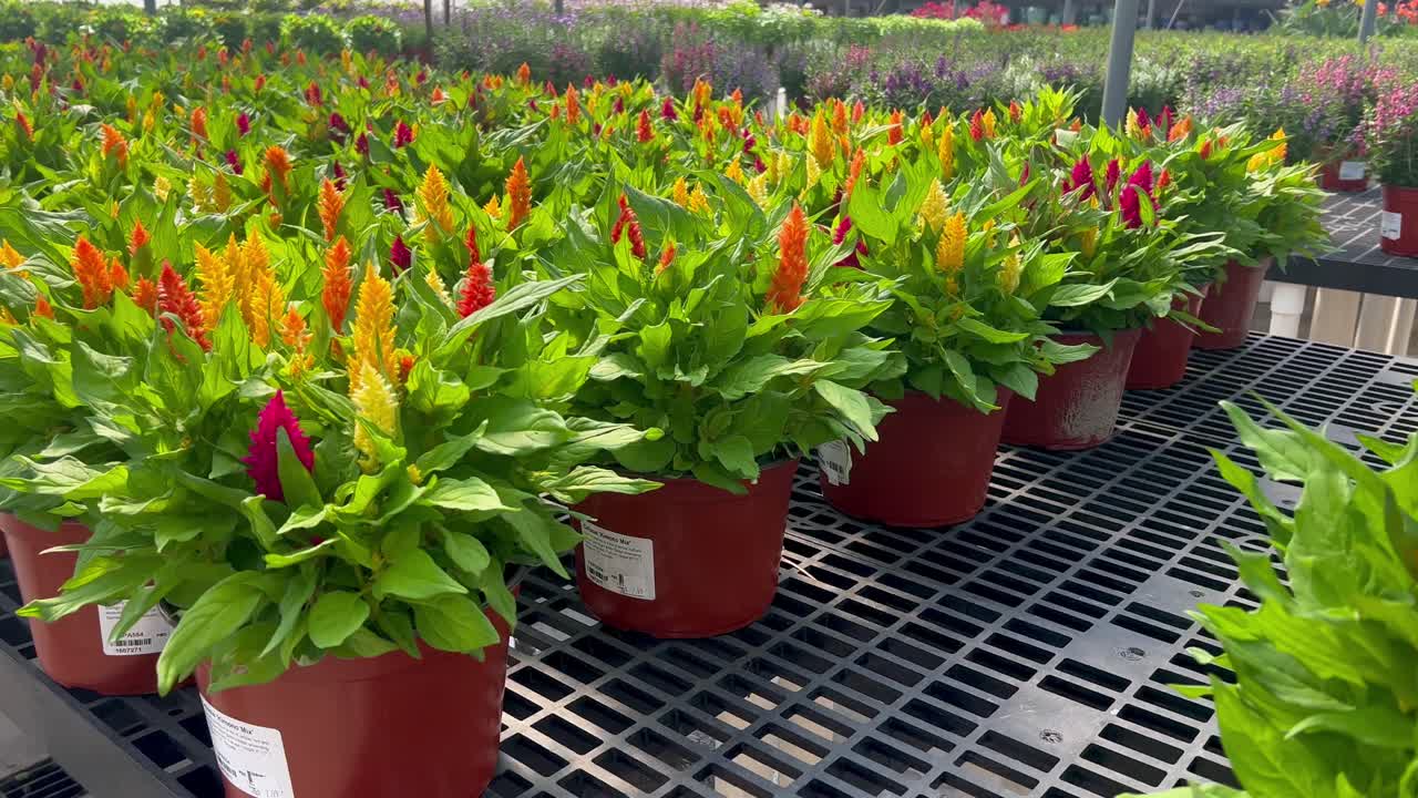 flores en macetas y colgantes en el centro del jardín del vivero