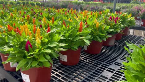 potted and hanging flowers in nursery garden center