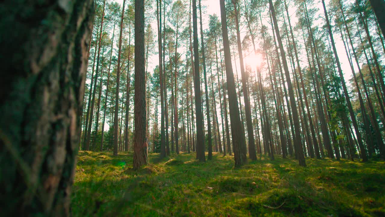 Inquadratura dal basso di una foresta all'alba in un giorno d'estate con la luce che filtra attraverso il bosco