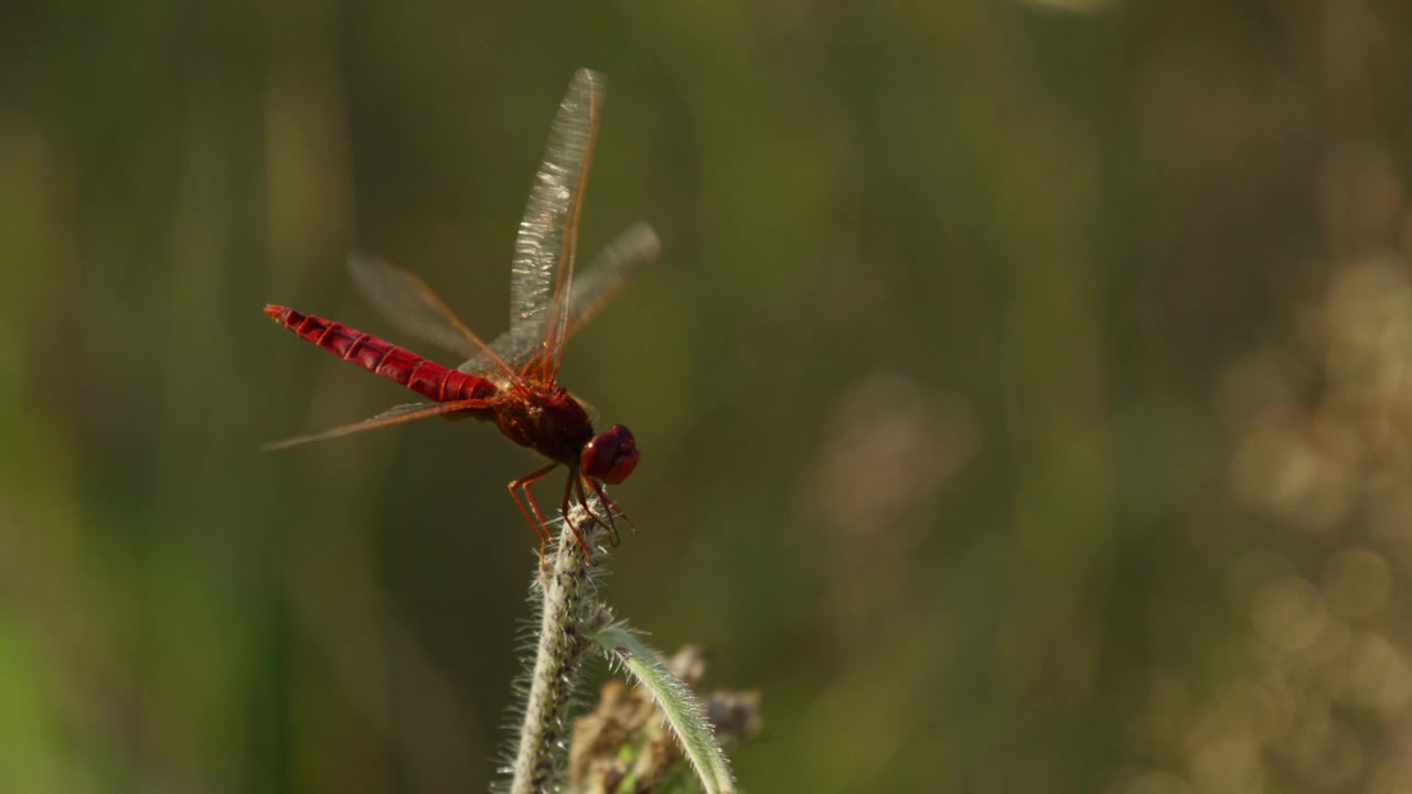 Libellula scarlatta (Crocothemis erythraea) si posa sulla punta di una pianta in un prato