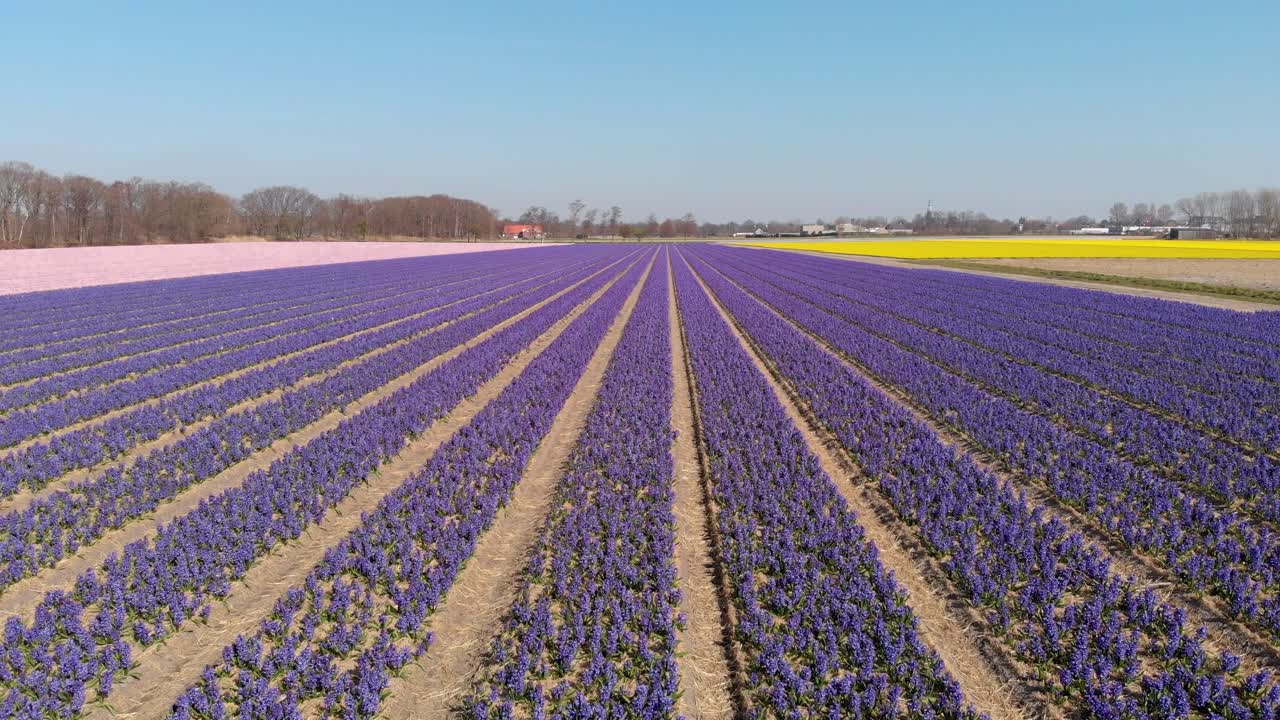 coloridas flores de jacinto que florecen en el campo en holanda