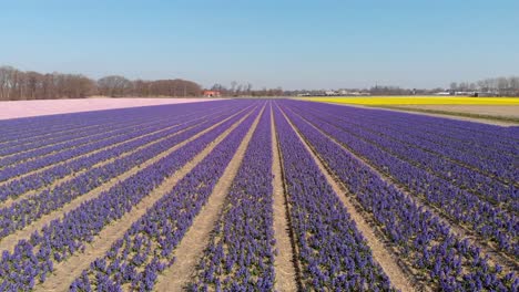 Bunte-Hyazinthenblüten-Blühen-Auf-Dem-Feld-In-Holland