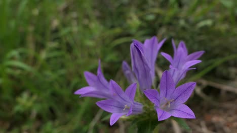 zarte, süße und schöne violette blume in einem wald, gewöhnliche bergblume