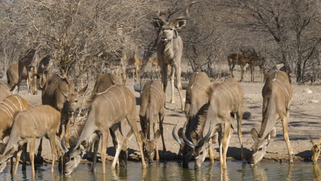 a young herd of kudu are enjoying drinking from a waterhole as a majestic bull walks up from behind to join them