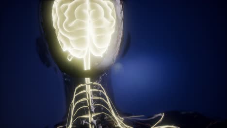 anatomía del cerebro humano