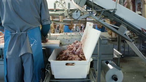 worker in big industrial slaughterhouse in denmark sorting pig meat