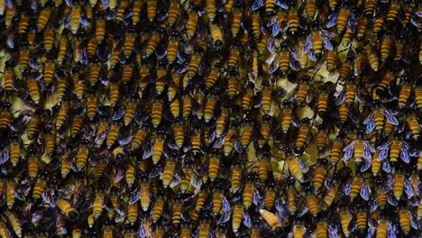 giant honey bees are known to build large colonies of nest with symmetrical pockets made of wax for them to store honey as their food source