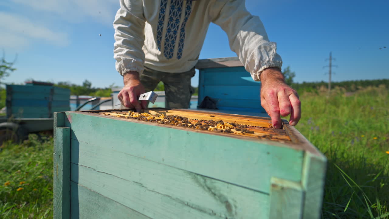 Apiculture in summer. Beekeeper looks after bees on apiary. Beehives with frames on green grass in rural place. Beekeeping process.
