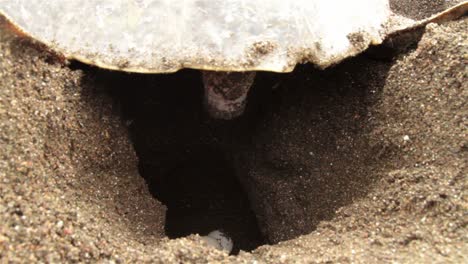 close up of sea turtle laying eggs in sand 1