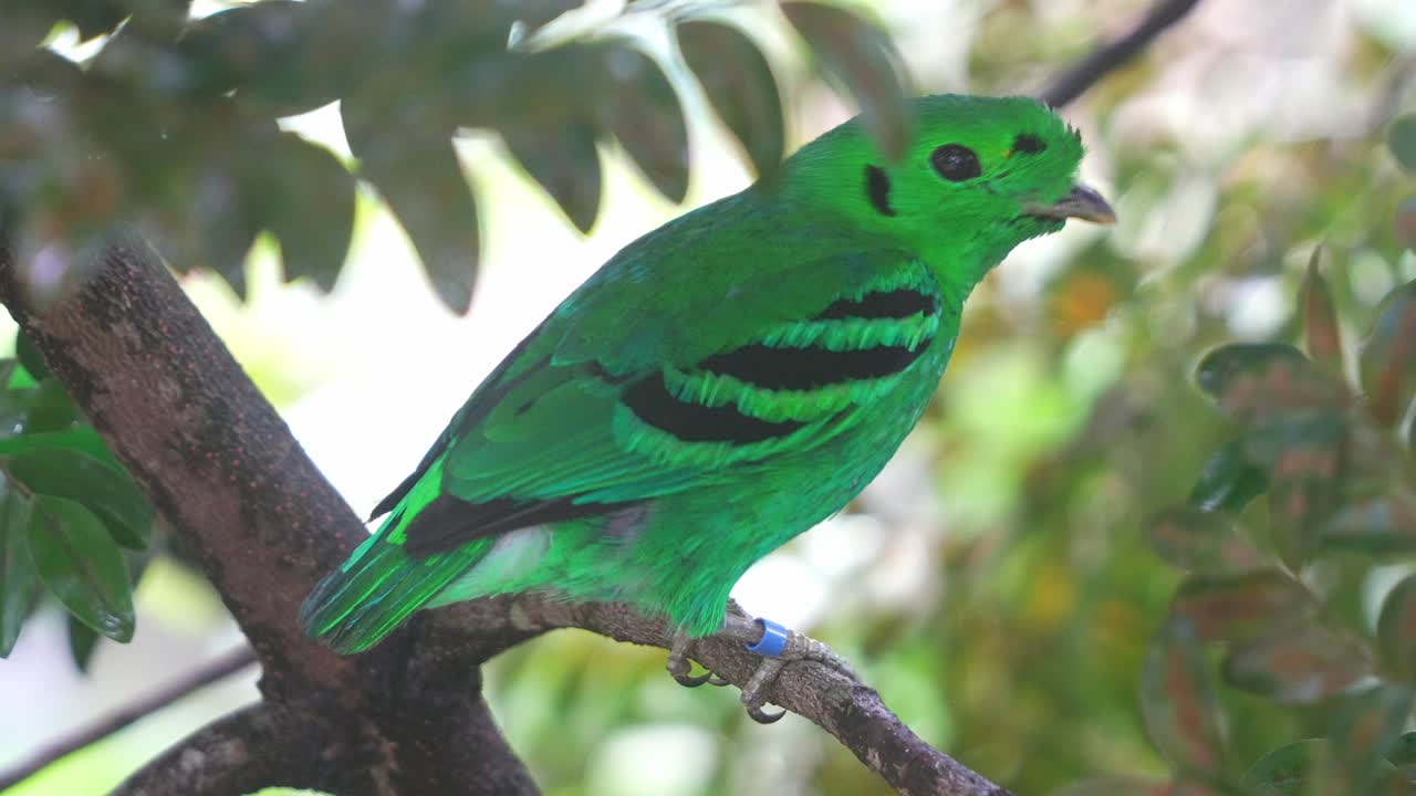 broadbill verde encaramado en la rama de un árbol con un plumaje vibrante que se mezcla perfectamente con la exuberante vegetación, fotografía de cerca de una especie de ave casi amenazada en el sureste de asia