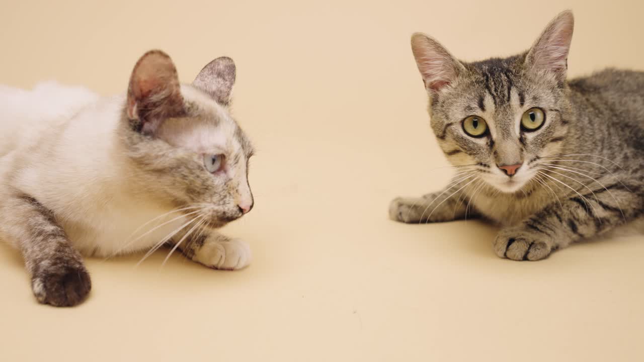 Due gatti domestici che riposano su uno sfondo beige da studio