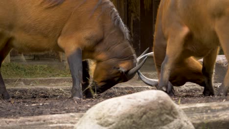 Epic-fight-between-two-forest-buffalos,-south-Africa