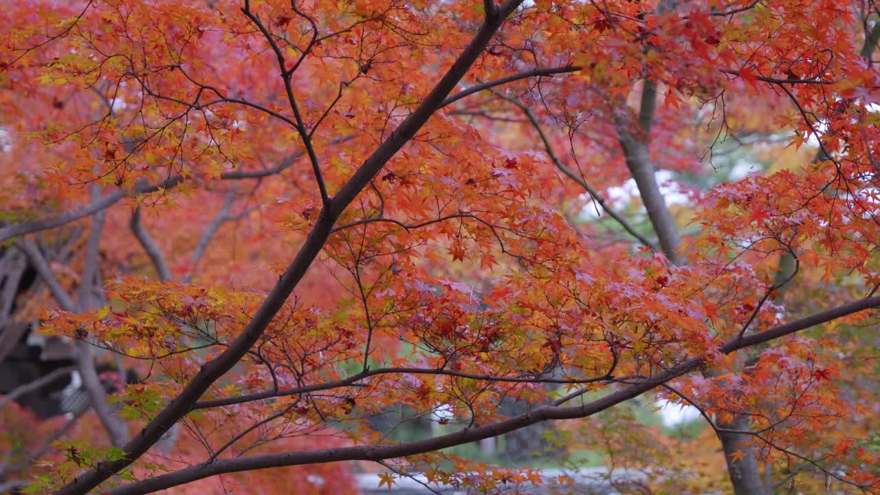 Locked off tripod shot over vibrant red maple colors during autumn