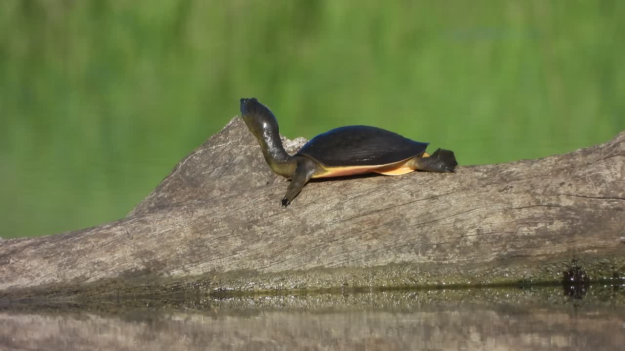 Tortoise looking for wind in pond area 