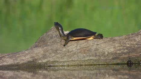 tortuga buscando viento en el área del estanque