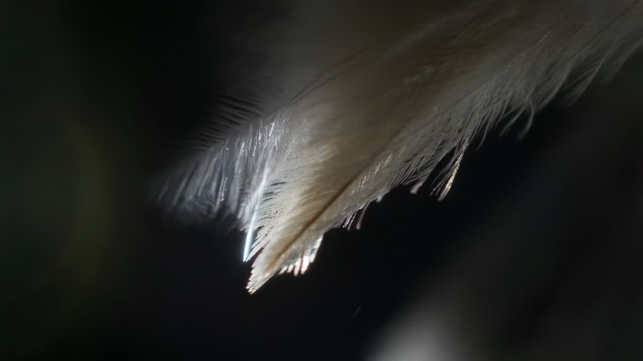 Close-up of a White Feather
