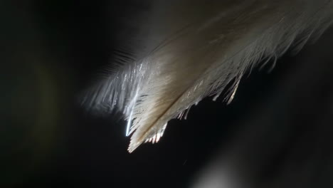 close-up of a white feather