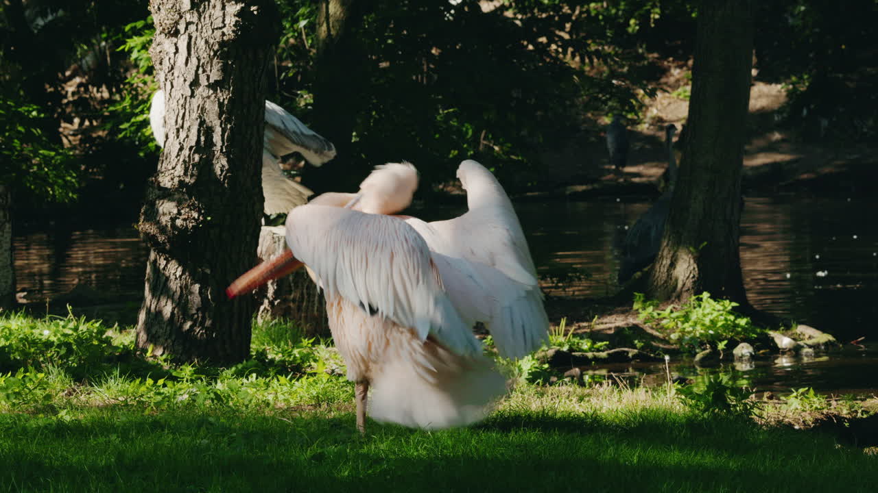 Pelican preening its feathers in a park