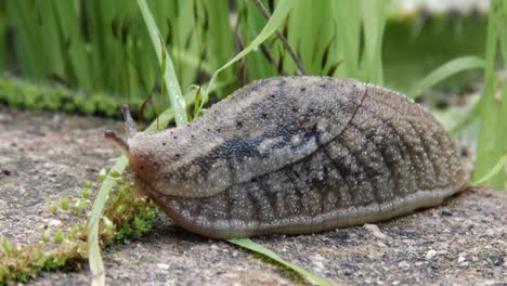 een prachtig getextureerde grote slak die zijn tentakels laat zien in een tuin, close-up