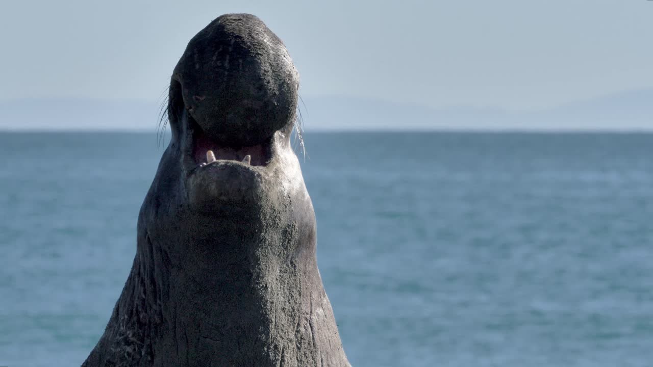 北方大象大叫,挑戰附近其他大牛