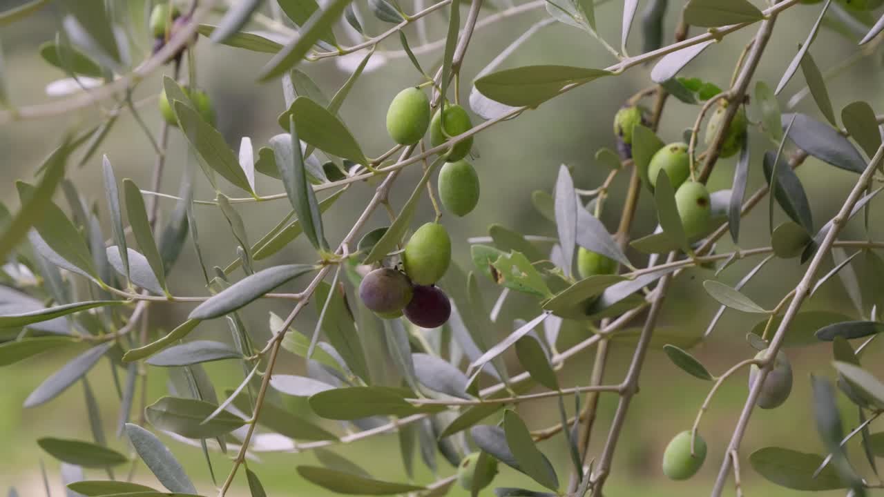 Ripe green olives ready for harvest to create olive oil