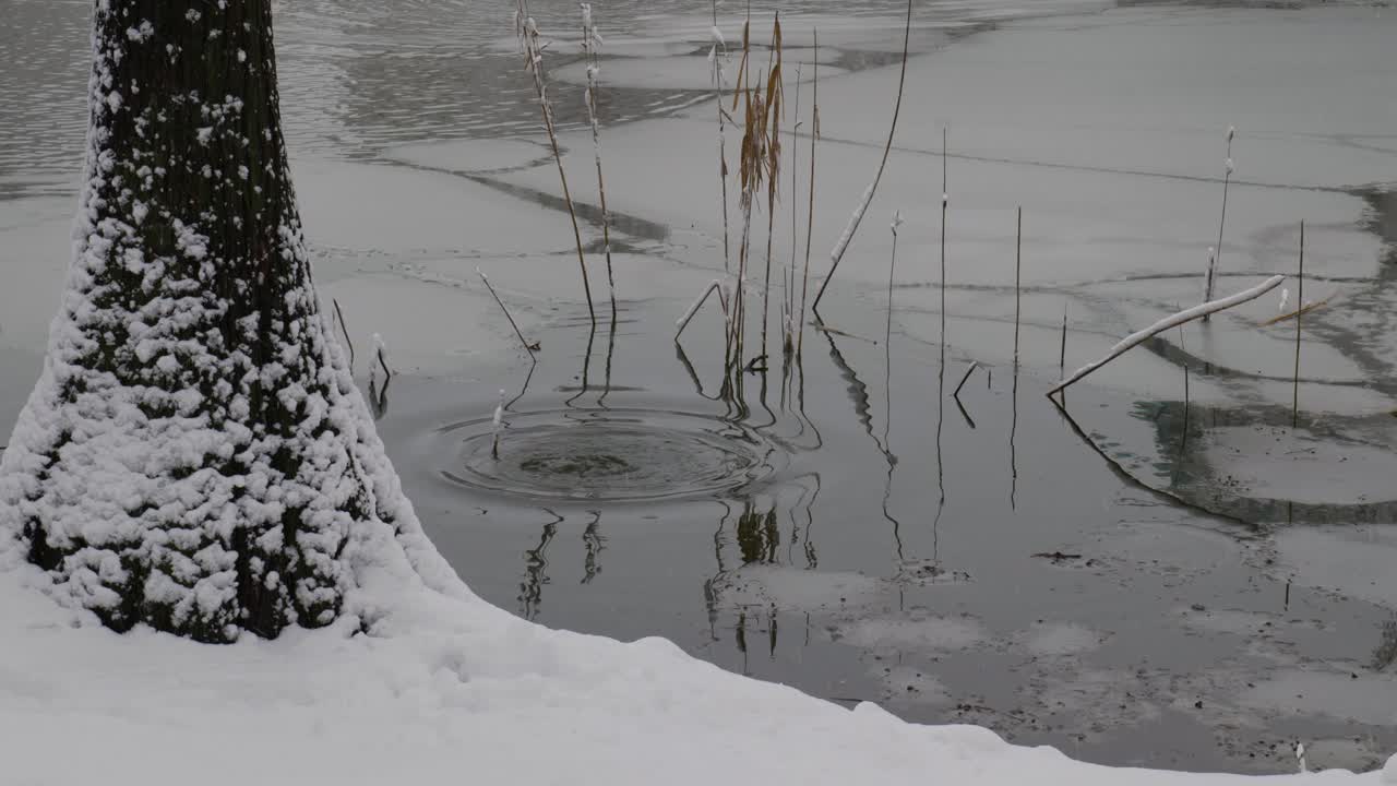 евразийский лысун ищет пищу в воде