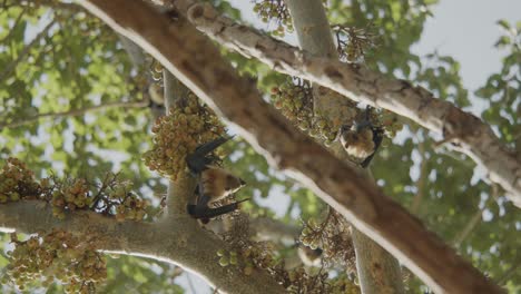 Two-bats-hanging-upside-down-on-a-fig-tree-and-searching-for-next-food