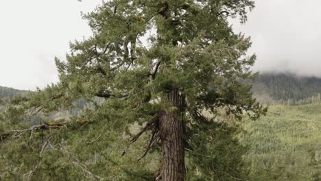 Ein-Drohnenschuss-Zeigt-Die-Spitze-Einer-Douglasie-Auf-Vancouver-Island