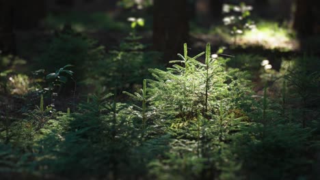 young pine trees in the sunlit forest opening