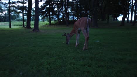 buck deer walking in forest area grazing-2