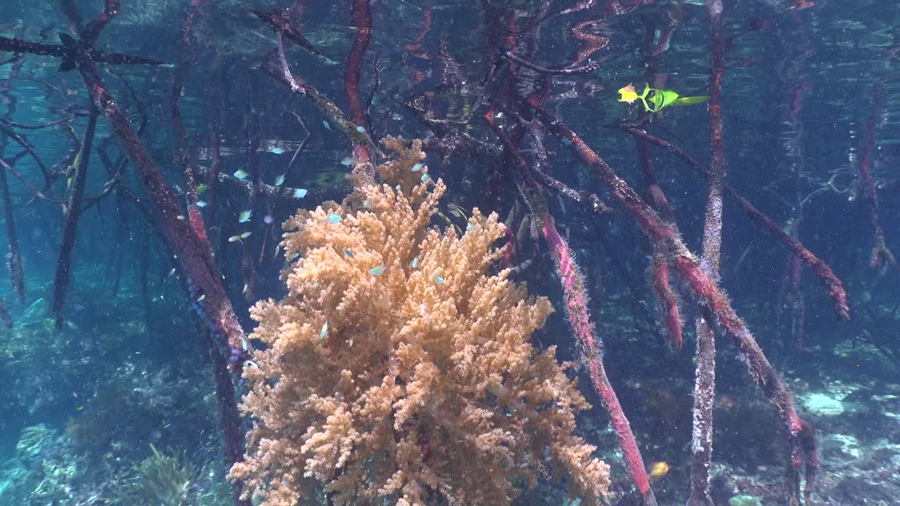 Mangroves underwater in Raja Ampat and soft corals in shallow water