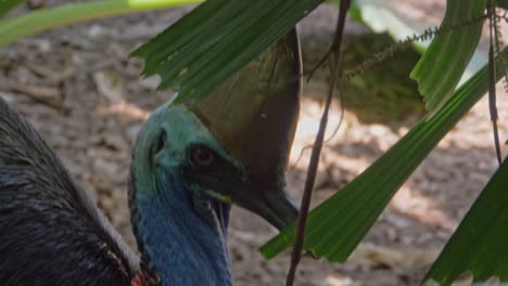 australian cassowary through green leaves in queensland, australia