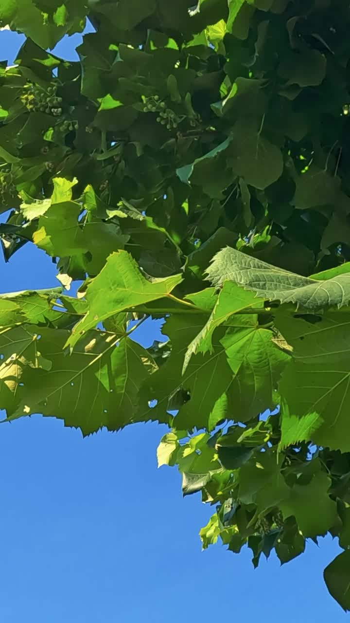 Blade rasler under en klar blå himmel