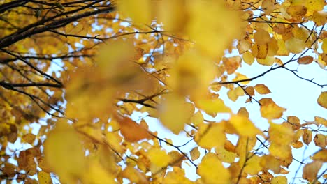 El-Moho-Permanece-En-Las-Hojas-De-Otoño-De-Arce-Macro-Closeup