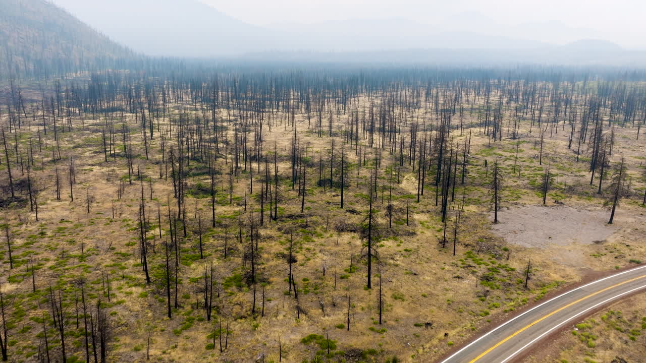 Aftermath of a Forest Fire: Burnt Trees and a Hazy Landscape with a Road