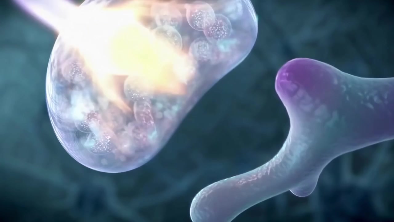 Neural Network Signal Transmission in Human Brain
