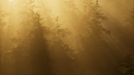 aerial-sunrays-in-forest-with-fog