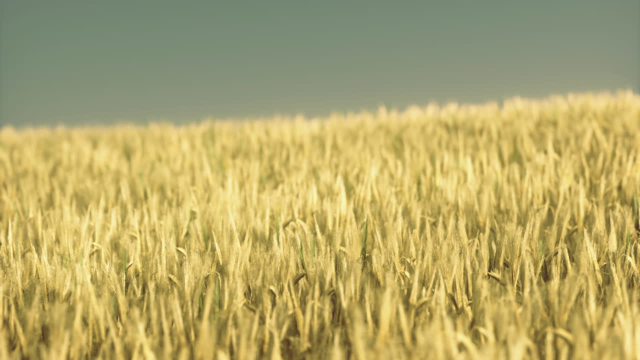 Golden waves of grain dancing under the warm summer sun in a vast field