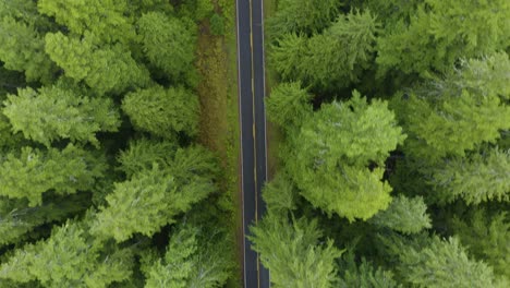 Carretera-Vacía-En-Medio-De-Un-Exuberante-Bosque-Verde-Sin-Coches,-Tiro-Aéreo-De-ángulo-Estrecho-De-Arriba-Hacia-Abajo