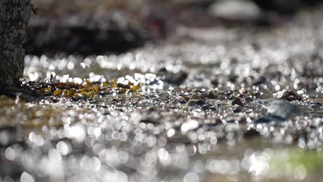 wet pebbles shimmer from sunlight dancing across surface, beautiful bokeh