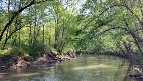 a large creek runs through the woods on a beautiful summer day