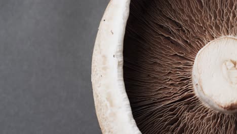 Micro-video-of-close-up-of-mushroom-with-copy-space-on-grey-background